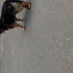 Подробнее об объявлении «Воронеж Найдена собака найжена немецкая овчарка» Фото: найдена собака Немецкая овчарка «Воронеж Найдена собака найжена немецкая овчарка» в г. Воронеж