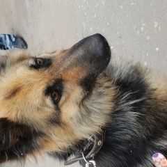 Подробнее об объявлении «Воронеж Найдена собака немецкая овчарка» Фото: найдена собака Немецкая овчарка «Воронеж Найдена собака немецкая овчарка» в г. Воронеж