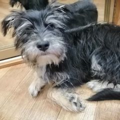 Подробнее об объявлении «Липецк Найдена собака кобель шнауцер или метис» Фото: найдена собака  «Липецк Найдена собака кобель шнауцер или метис» в г. Липецк