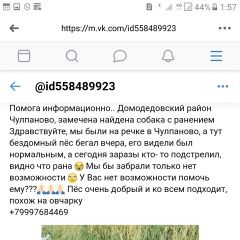 Подробнее об объявлении «Найдена собака кобель Домодедово» Фото: найдена собака  «Найдена собака кобель Домодедово» в г. Домодедово