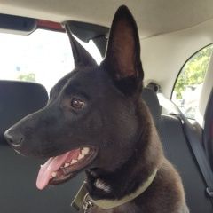 Подробнее об объявлении «Найдена собака кобель пёс в микр. тура Тюмень» Фото: найдена собака  «Найдена собака кобель пёс в микр. тура Тюмень» в г. Тюмень