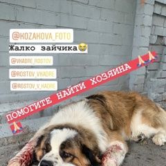 Подробнее об объявлении «Найдена собака Ростов-на-Дону» Фото: найдена собака  «Найдена собака Ростов-на-Дону» в г. Ростов-на-Дону