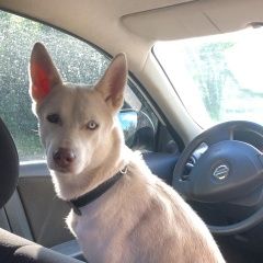 Подробнее об объявлении «Найдена собака белая лайка, сука Егорьевск» Фото: найдена собака Западно-сибирская лайка «Найдена собака белая лайка, сука Егорьевск» в г. Егорьевск