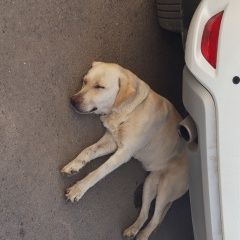 Подробнее об объявлении «Краснодар Найдена собака лабрадор, девочка» Фото: найдена собака Лабрадор ретривер «Краснодар Найдена собака лабрадор, девочка» в г. Краснодар