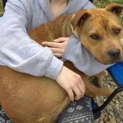 Подробнее об объявлении «Краснодар Найдена собака девочка ищет дом» Фото: найдена собака Стаффордширский бультерьер «Краснодар Найдена собака девочка ищет дом» в г. Краснодар