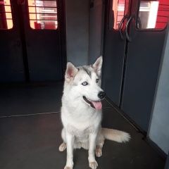 Подробнее об объявлении «Найдена собака Москва» Фото: найдена собака  «Найдена собака Москва» в г. Москва