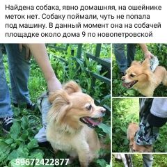 Подробнее об объявлении «Найдена собака чих? Москва» Фото: найдена собака  «Найдена собака чих? Москва» в г. Москва