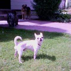 Подробнее об объявлении «Найдена собака кобель порода чихуахуа, кобель. Раменское» Фото: найдена собака Чихуахуа «Найдена собака кобель порода чихуахуа, кобель....» в г. Раменское