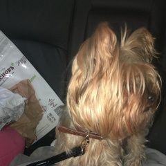 Подробнее об объявлении «Найдена собака йорк. девочка. нагатино Москва» Фото: найдена собака Йоркширский терьер «Найдена собака йорк. девочка. нагатино Москва» в г. Москва