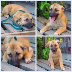 Подробнее об объявлении «Краснодар Найдена собака кобель собаки в добрые руки» Фото: найдена собака  «Краснодар Найдена собака кобель собаки в добрые...» в г. Краснодар