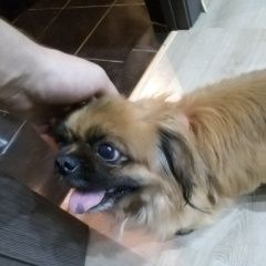 Подробнее об объявлении «Чита Найдена собака кобель пекинес мальчик» Фото: найдена собака Пекинес «Чита Найдена собака кобель пекинес мальчик» в г. Чита