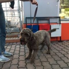 Подробнее об объявлении «Найдена собака кобель метис спаниель-пудель коричневого окраса Солнечногорск» Фото: найдена собака Пудель «Найдена собака кобель метис спаниель-пудель...» в г. Солнечногорск