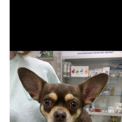 Подробнее об объявлении «Найдена собака кобель Москва» Фото: найдена собака Чихуахуа «Найдена собака кобель Москва» в г. Москва