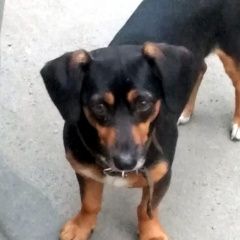 Подробнее об объявлении «Иркутск Найдена собака кобель кто потерял?» Фото: найдена собака  «Иркутск Найдена собака кобель кто потерял?» в г. Иркутск