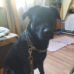 Подробнее об объявлении «Найдена собака кобель Москва» Фото: найдена собака  «Найдена собака кобель Москва» в г. Москва