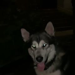 Подробнее об объявлении «Найдена собака кобель Москва» Фото: найдена собака  «Найдена собака кобель Москва» в г. Москва