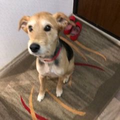 Подробнее об объявлении «Найдена собака г. (чертаново) Москва» Фото: найдена собака  «Найдена собака г. (чертаново) Москва» в г. Москва