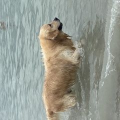 Подробнее об объявлении «Геленджик Найдена собака кобель золотистый лабрадор-редривер» Фото: найдена собака Лабрадор ретривер «Геленджик Найдена собака кобель золотистый...» в г. Геленджик