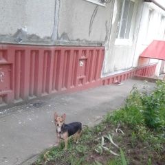 Подробнее об объявлении «Найдена собака Нижний Новгород» Фото: найдена собака  «Найдена собака Нижний Новгород» в г. Нижний Новгород