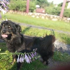 Подробнее об объявлении «Минск Найдена собака» Фото: найдена собака  «Минск Найдена собака» в г. Минск