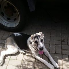 Подробнее об объявлении «Найдена собака алабай, кокошкино Москва» Фото: найдена собака  «Найдена собака алабай, кокошкино Москва» в г. Москва