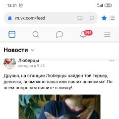Подробнее об объявлении «Люберцы Найдена собака той терьер» Фото: найдена собака Русский той-терьер «Люберцы Найдена собака той терьер» в г. Люберцы