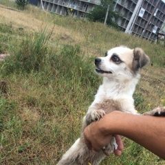 Подробнее об объявлении «Краснодар Найдена собака» Фото: найдена собака  «Краснодар Найдена собака» в г. Краснодар