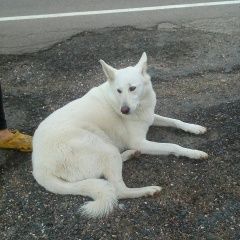 Подробнее об объявлении «Найдена собака деревня шаликово Можайск» Фото: найдена собака  «Найдена собака деревня шаликово Можайск» в г. Можайск