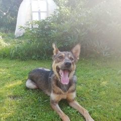Подробнее об объявлении «Найдена собака кобель, красная пахра, былово, тинао Троицк» Фото: найдена собака  «Найдена собака кобель, красная пахра, былово,...» в г. Троицк