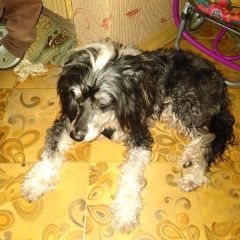 Подробнее об объявлении «Найдена собака кобель китайская хохлатая пуховка (мальчик) Москва» Фото: найдена собака Китайская хохлатая собака «Найдена собака кобель китайская хохлатая...» в г. Москва