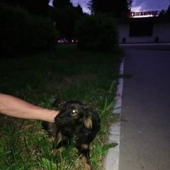 Подробнее об объявлении «Найдена собака Красноярск» Фото: найдена собака  «Найдена собака Красноярск» в г. Красноярск