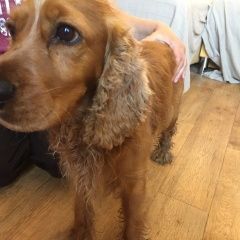 Подробнее об объявлении «Найдена собака кобель молодой спаниель в ошейнике Кемерово» Фото: найдена собака Английский кокер-спаниель «Найдена собака кобель молодой спаниель в...» в г. Кемерово