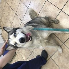 Подробнее об объявлении «Найдена собака новокосино. реутов. хаски (сука) Москва» Фото: найдена собака Сибирская хаски «Найдена собака новокосино. реутов. хаски (сука)...» в г. Москва