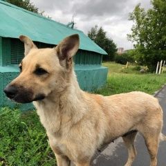 Подробнее об объявлении «Найдена собака Москва» Фото: найдена собака  «Найдена собака Москва» в г. Москва