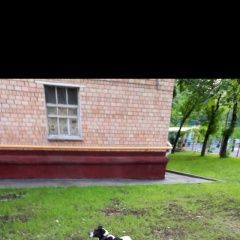 Подробнее об объявлении «Найдена собака кобель мукомольный проезд. м. шелепиха Москва» Фото: найдена собака  «Найдена собака кобель мукомольный проезд. м....» в г. Москва