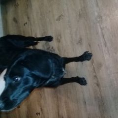 Подробнее об объявлении «Найдена собака находится на б-р.ак.королева д 10 Нижний Новгород» Фото: найдена собака  «Найдена собака находится на б-р.ак.королева д...» в г. Нижний Новгород