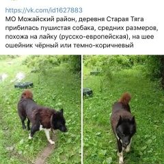 Подробнее об объявлении «Найдена собака кобель Москва» Фото: найдена собака  «Найдена собака кобель Москва» в г. Москва