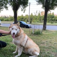 Подробнее об объявлении «Воронеж Найдена собака хаски» Фото: найдена собака Сибирская хаски «Воронеж Найдена собака хаски» в г. Воронеж