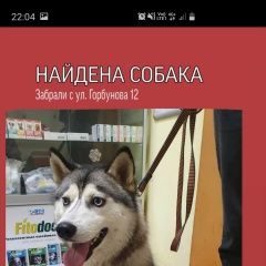Подробнее об объявлении «Найдена собака звонить по номеру:.. Москва» Фото: найдена собака  «Найдена собака звонить по номеру:.. Москва» в г. Москва