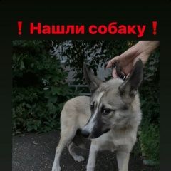 Подробнее об объявлении «Найдена собака ищу хозяина или добрые руки Нижний Новгород» Фото: найдена собака  «Найдена собака ищу хозяина или добрые руки...» в г. Нижний Новгород