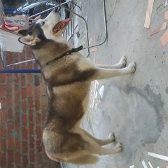 Подробнее об объявлении «Краснодар Найдена собака» Фото: найдена собака Сибирская хаски «Краснодар Найдена собака» в г. Краснодар