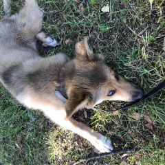 Подробнее об объявлении «Псков Найдена собака» Фото: найдена собака  «Псков Найдена собака» в г. Псков