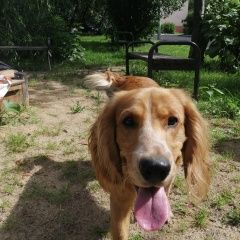 Подробнее об объявлении «Найдена собака рыжий спаниель Москва» Фото: найдена собака Английский кокер-спаниель «Найдена собака рыжий спаниель Москва» в г. Москва