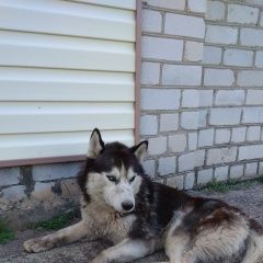 Подробнее об объявлении «Найдена собака кобель хаски, мальчик Нижний Новгород» Фото: найдена собака Сибирская хаски «Найдена собака кобель хаски, мальчик Нижний...» в г. Нижний Новгород