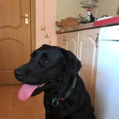 Подробнее об объявлении «Найдена собака молодая ухоженная девочка лабрадор Чехов» Фото: найдена собака Лабрадор ретривер «Найдена собака молодая ухоженная девочка...» в г. Чехов