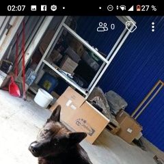 Подробнее об объявлении «Найдена собака кобель Москва» Фото: найдена собака  «Найдена собака кобель Москва» в г. Москва