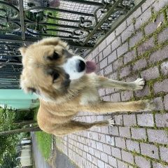 Подробнее об объявлении «Найдена собака кобель на ул.ермоловой, похож на кавказца Королев» Фото: найдена собака  «Найдена собака кобель на ул.ермоловой, похож на...» в г. Королев