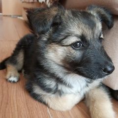 Подробнее об объявлении «Тюмень Найдена собака» Фото: найдена собака  «Тюмень Найдена собака» в г. Тюмень