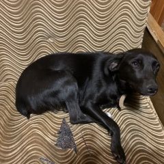 Подробнее об объявлении «Воронеж Найдена собака черная» Фото: найдена собака  «Воронеж Найдена собака черная» в г. Воронеж