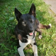 Подробнее об объявлении «Найдена собака Москва» Фото: найдена собака  «Найдена собака Москва» в г. Москва